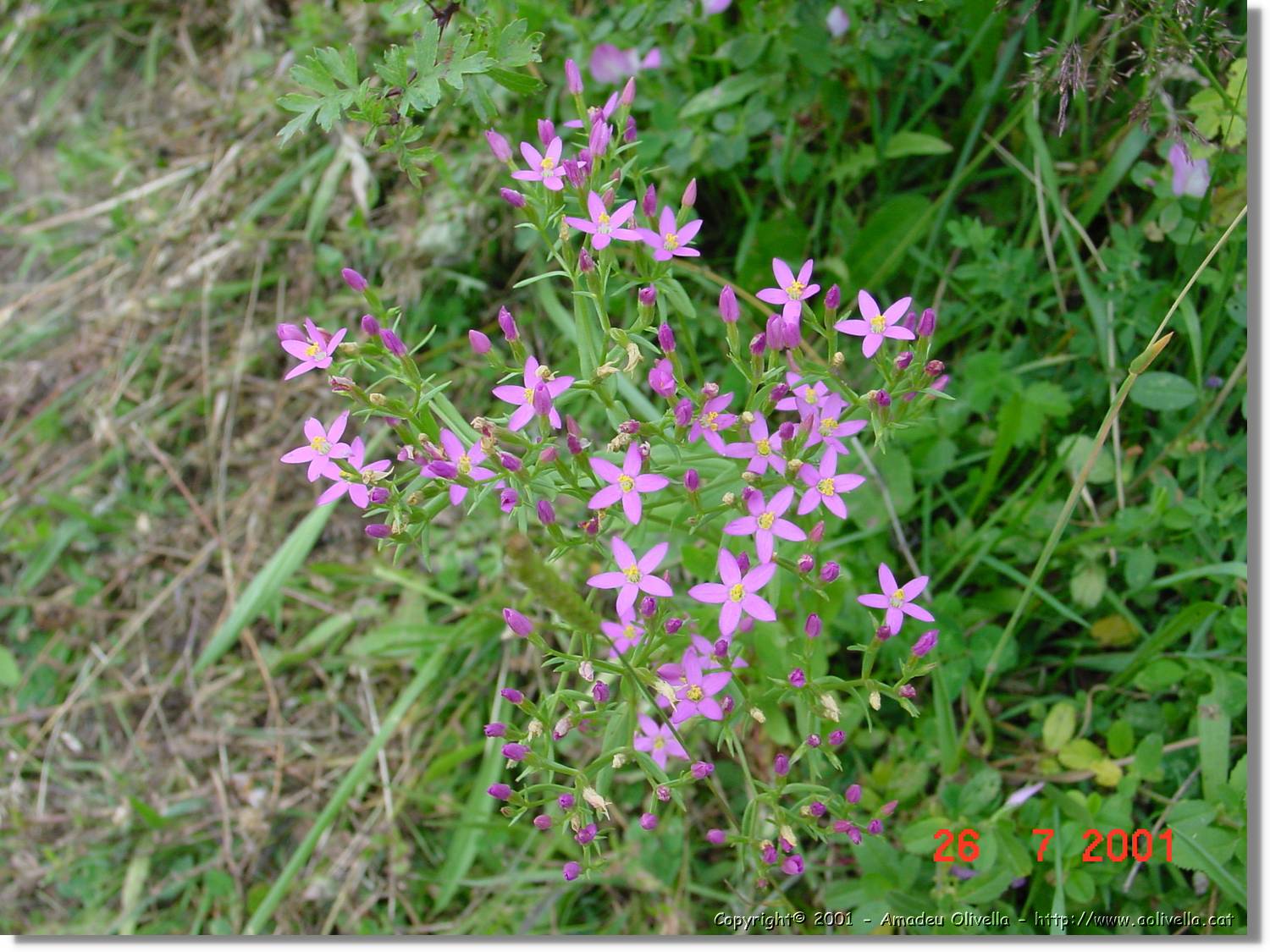 Flors_324.jpg