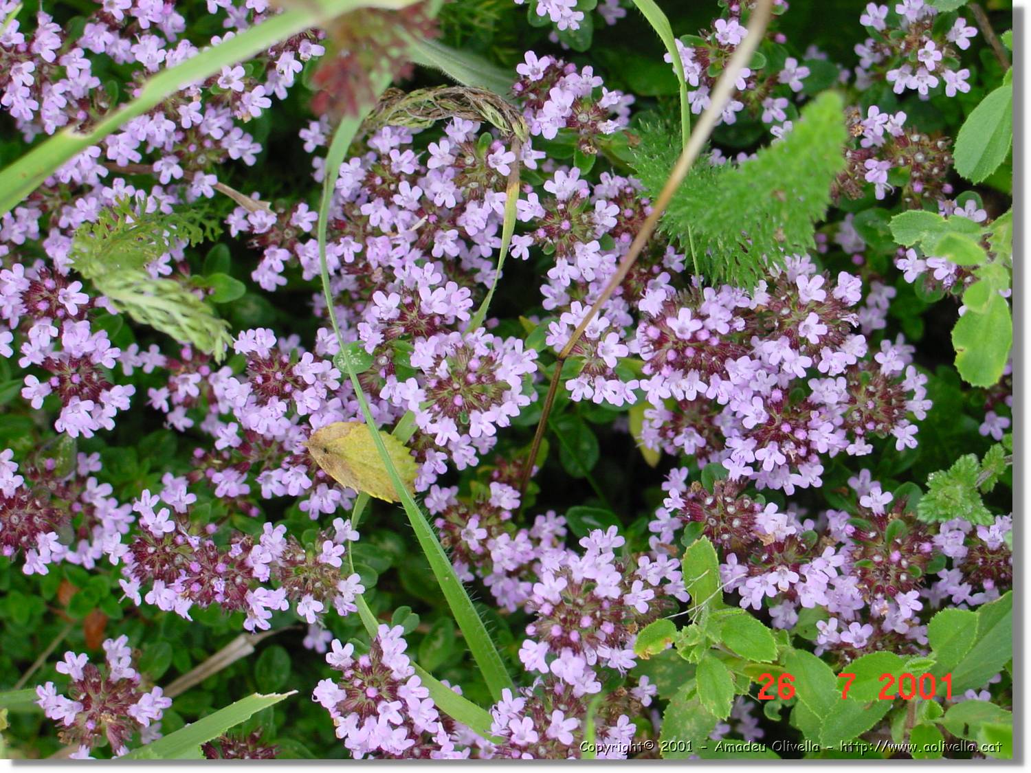 Flors_325.jpg