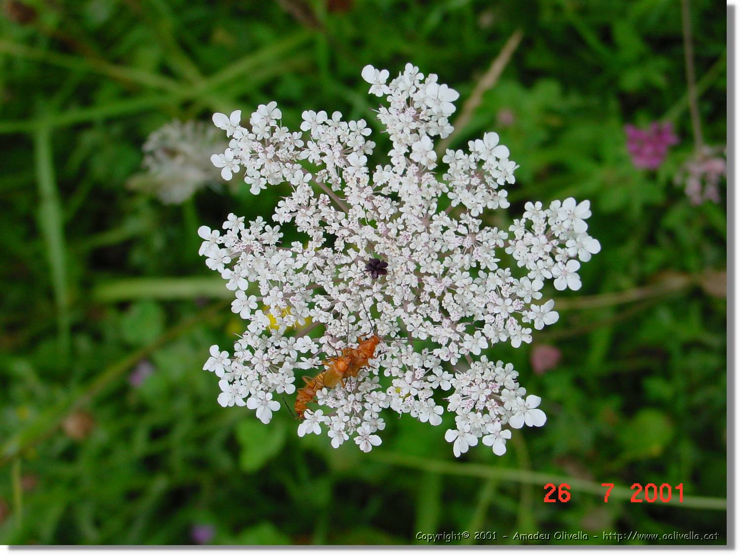 Flors_326.jpg