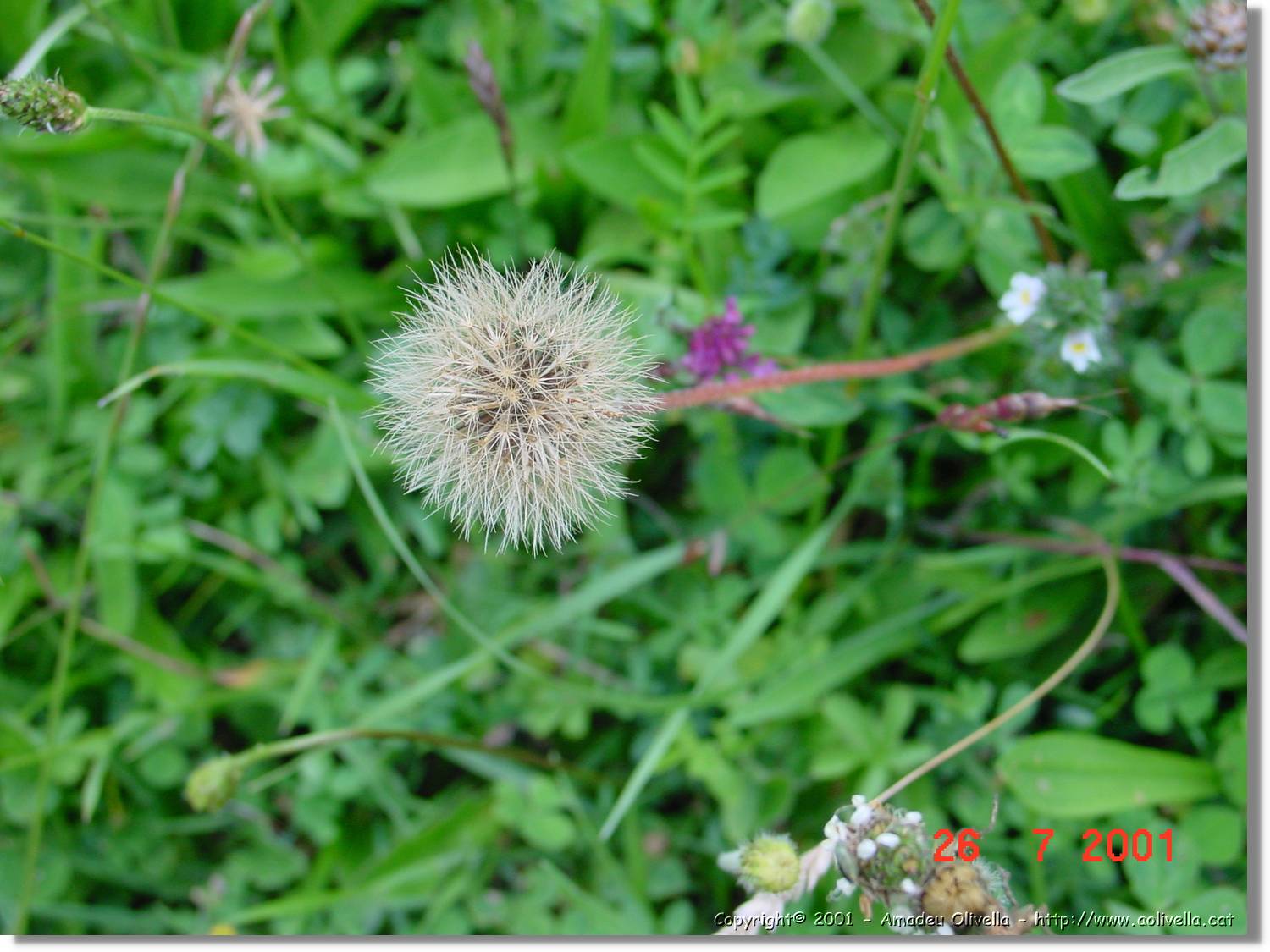 Flors_327.jpg