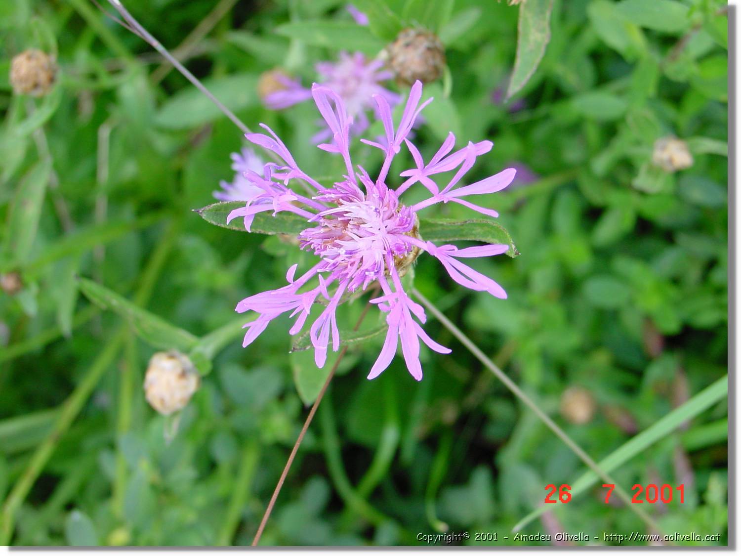 Flors_328.jpg