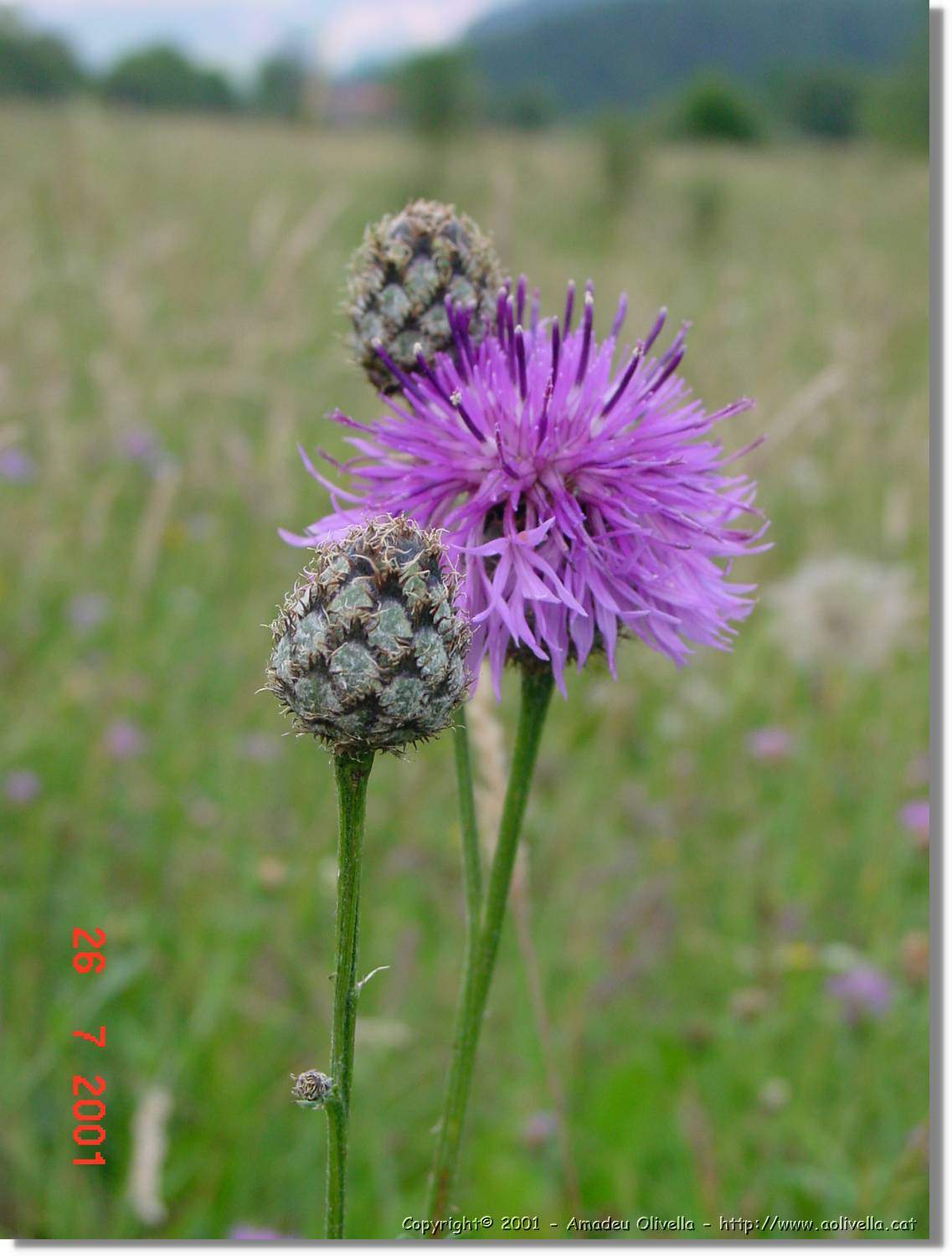 Flors_329.jpg