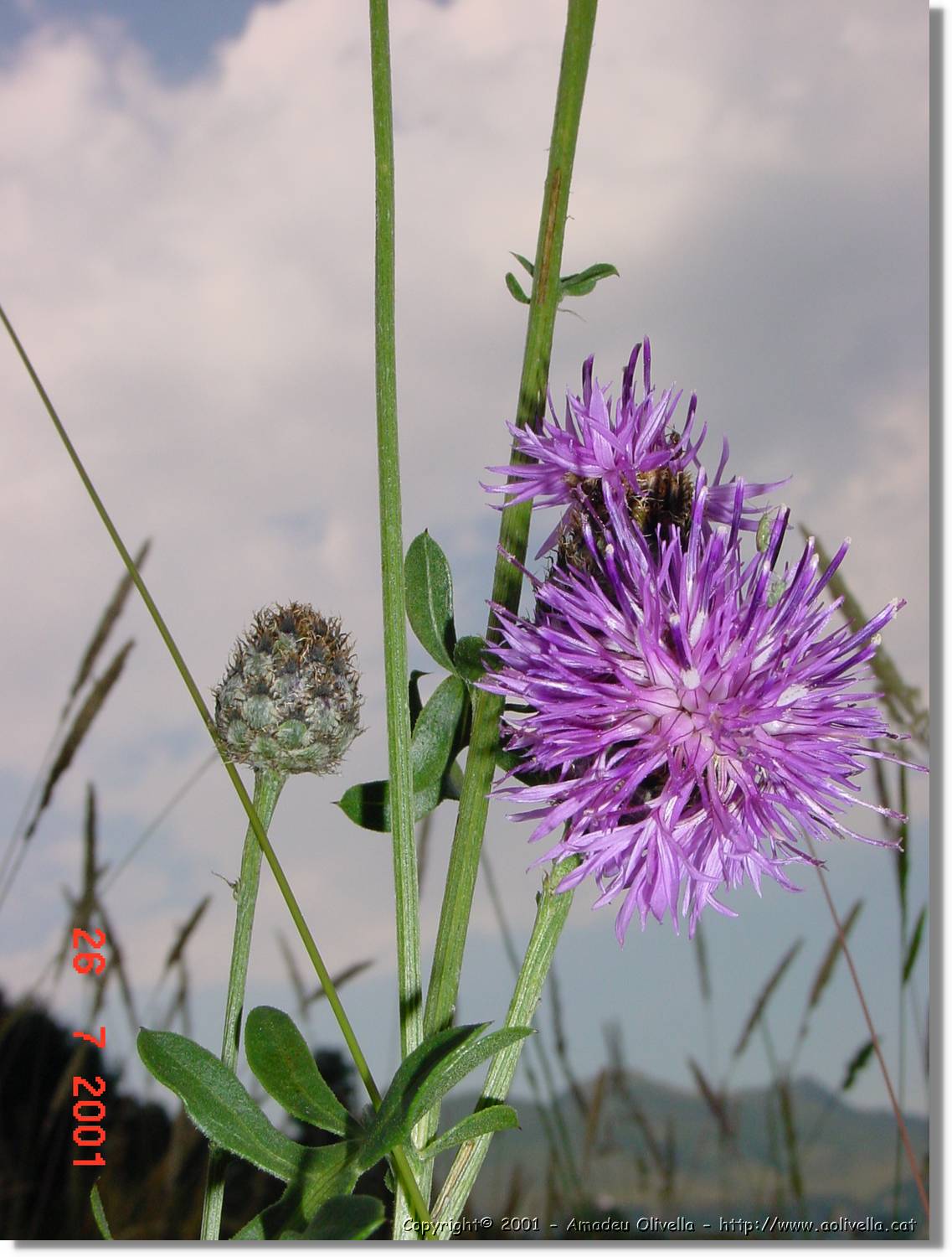 Flors_330.jpg