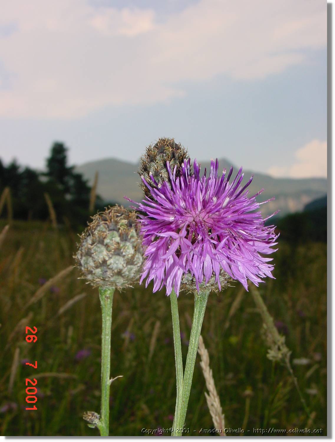 Flors_331.jpg
