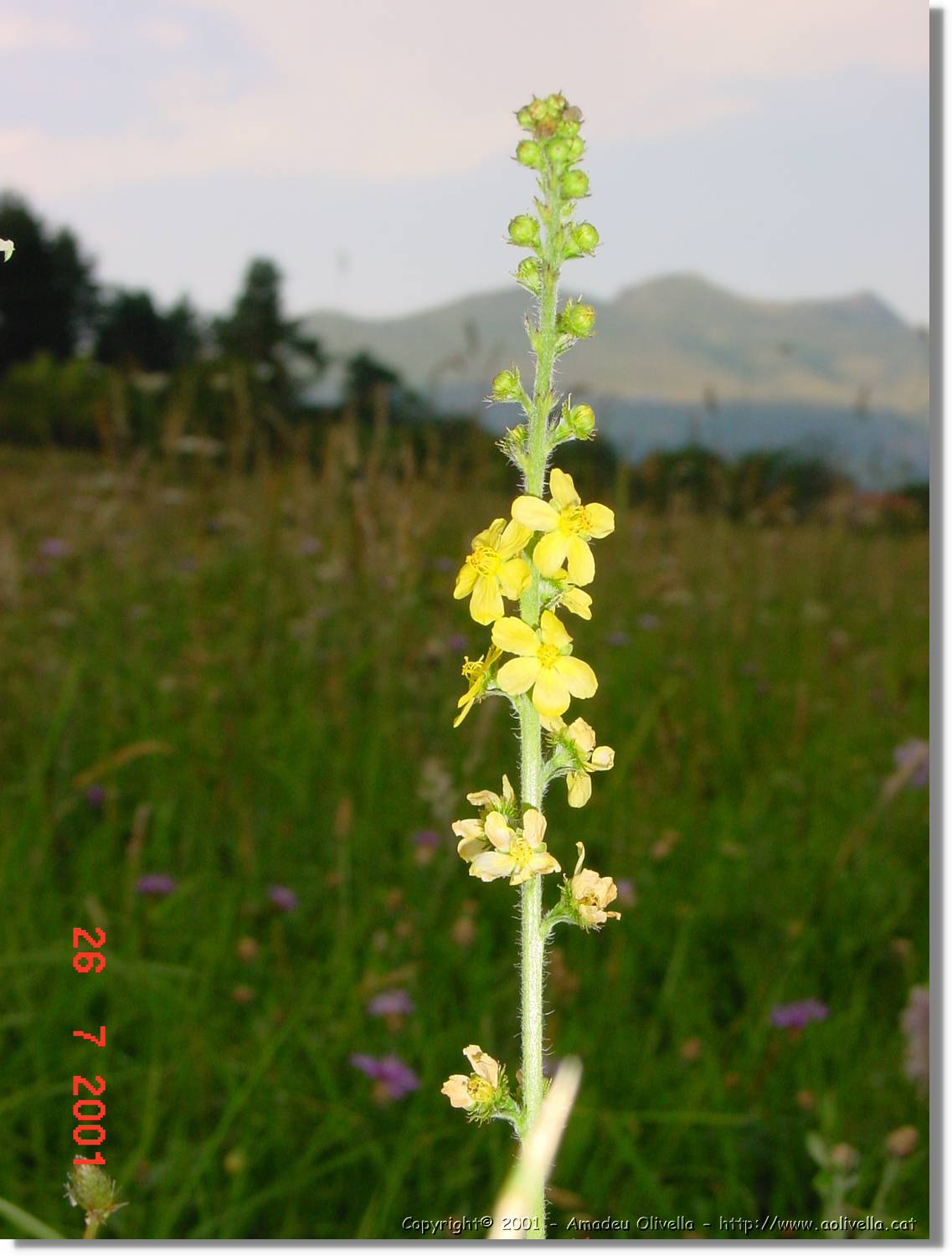 Flors_332.jpg