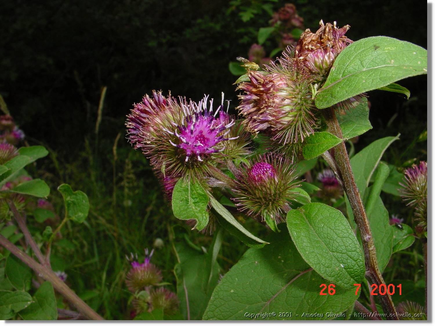 Flors_333.jpg