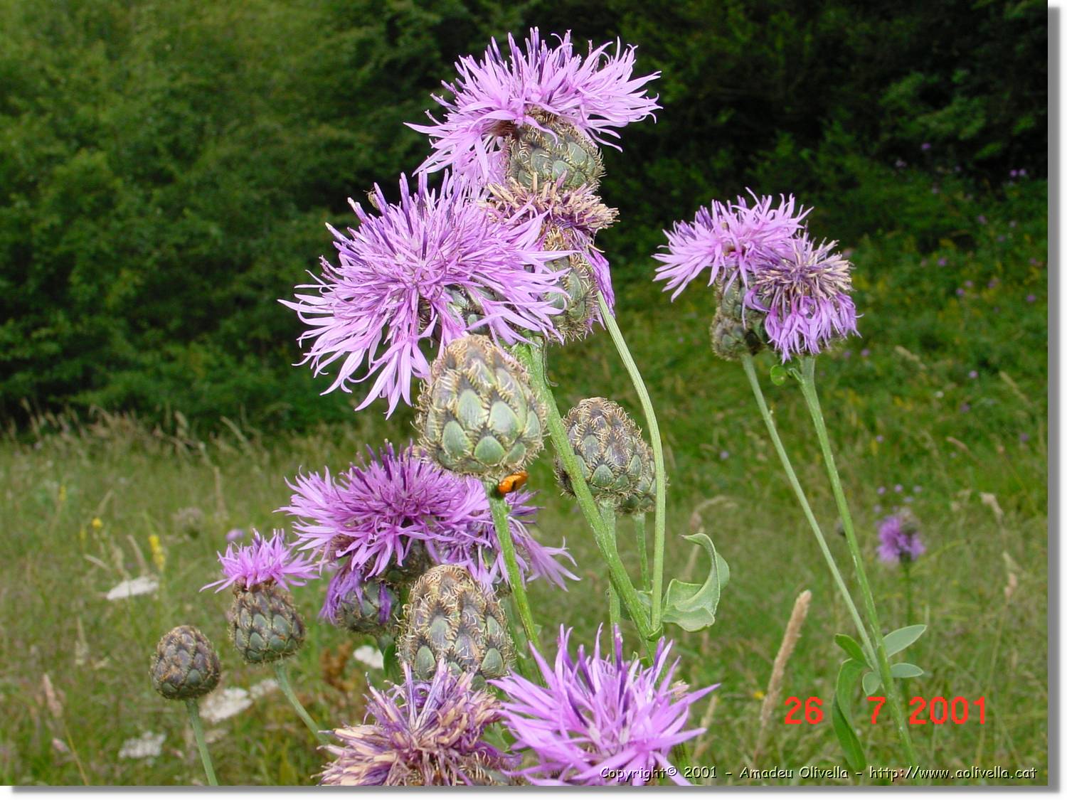 Flors_334.jpg