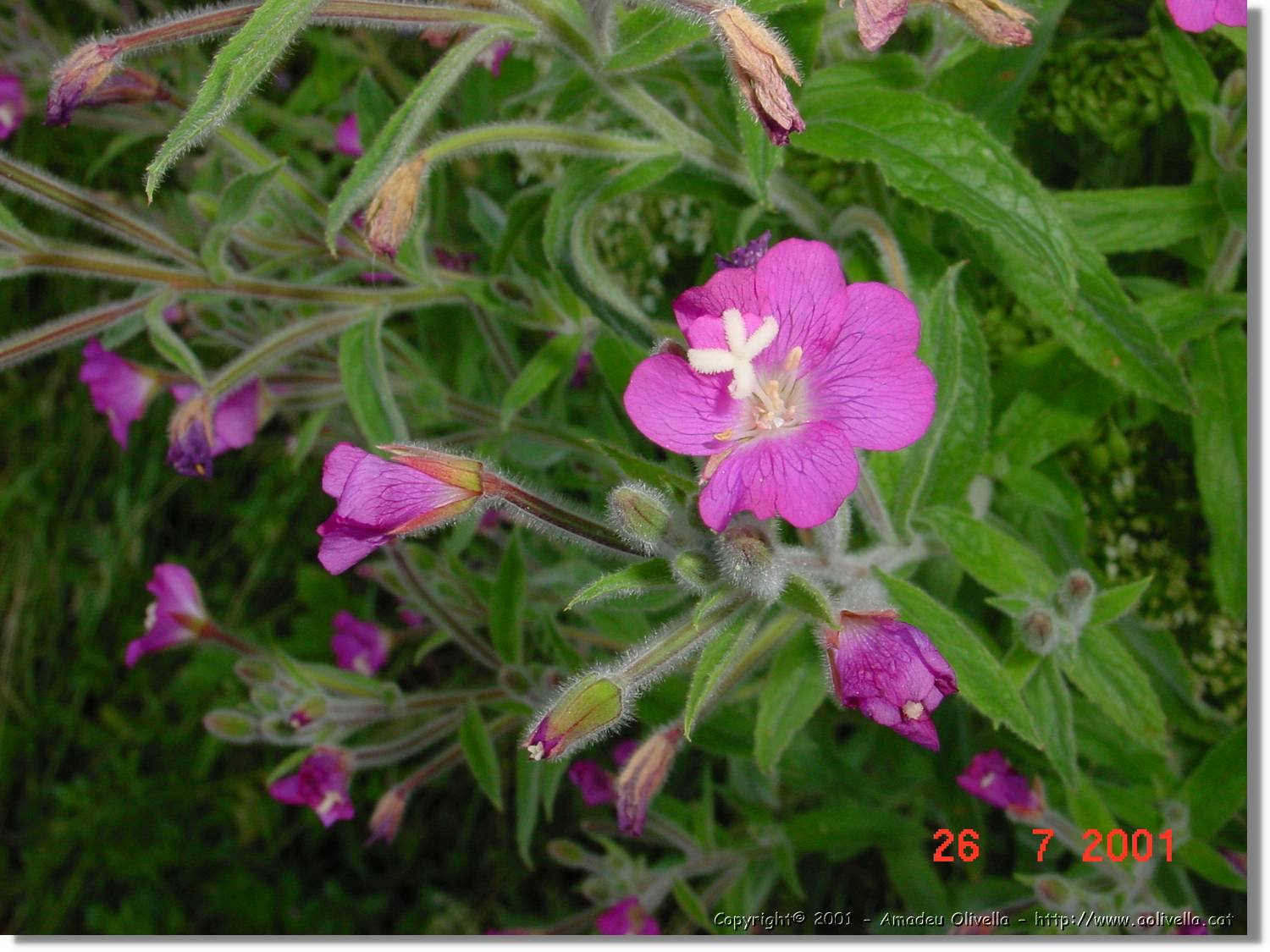 Flors_335.jpg