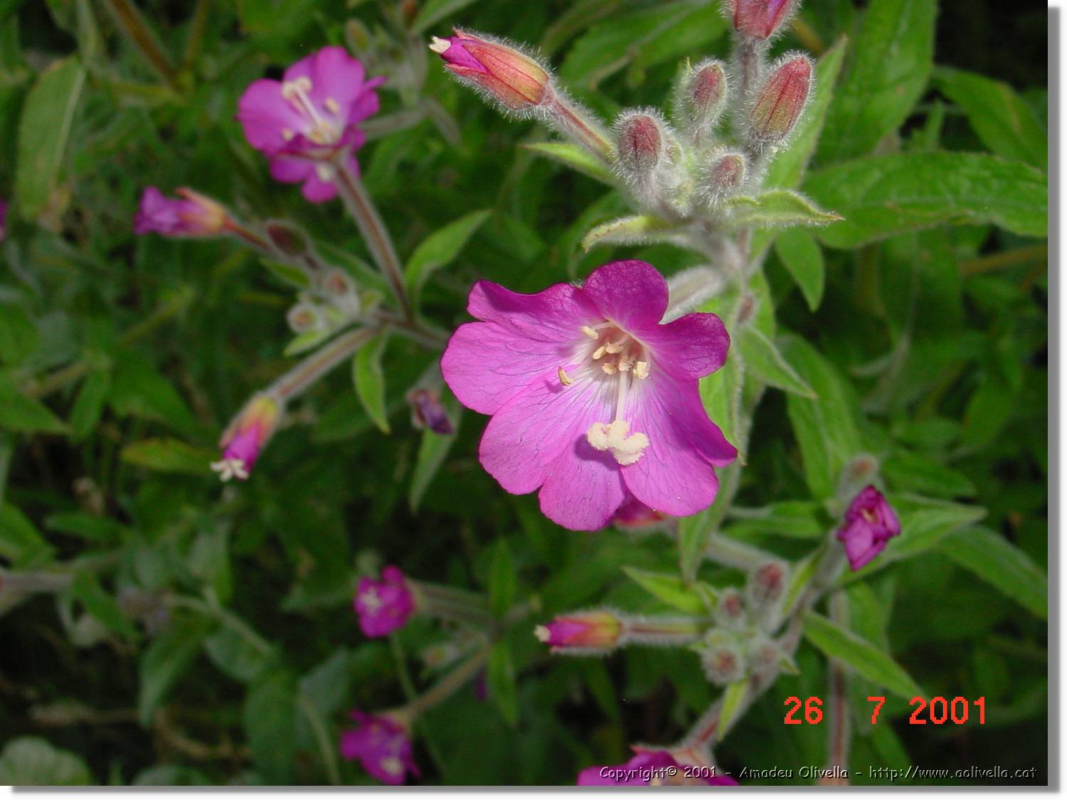 Flors_336.jpg