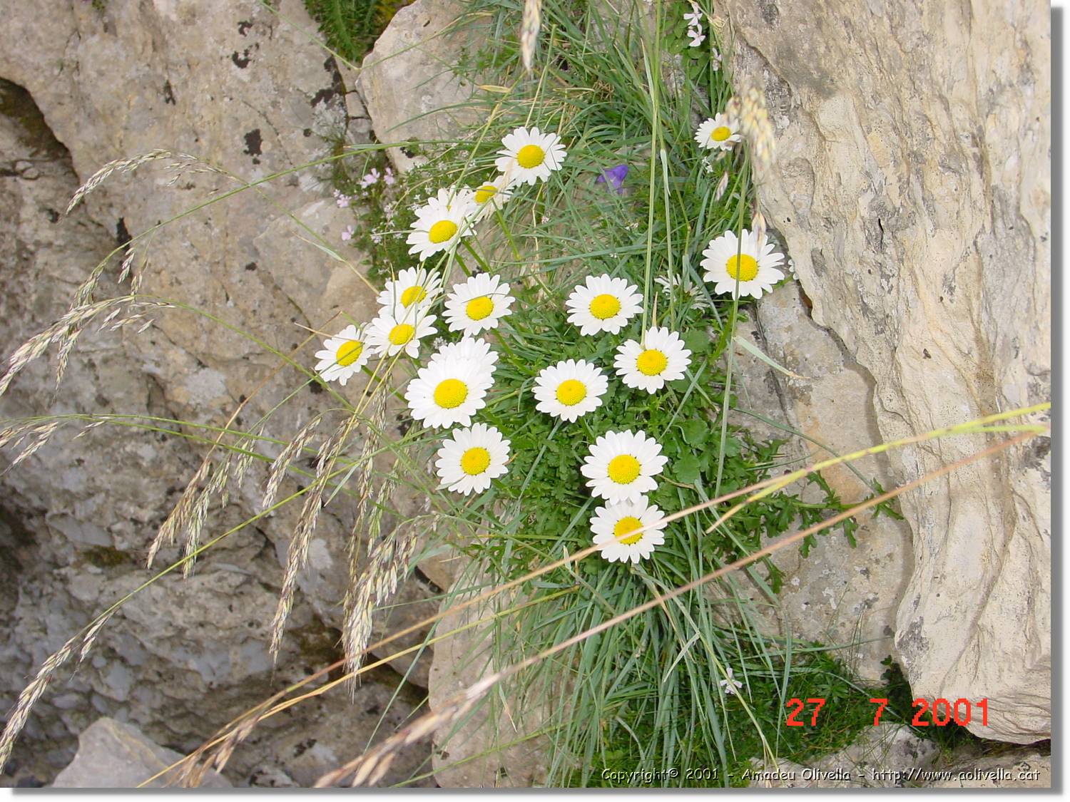 Flors_337.jpg