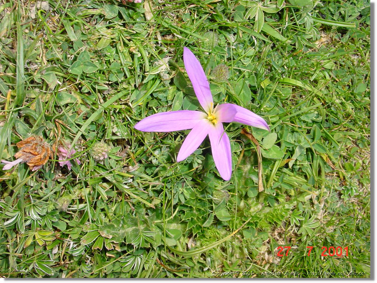 Flors_338.jpg