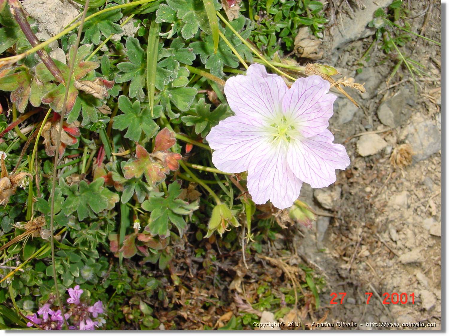 Flors_339.jpg