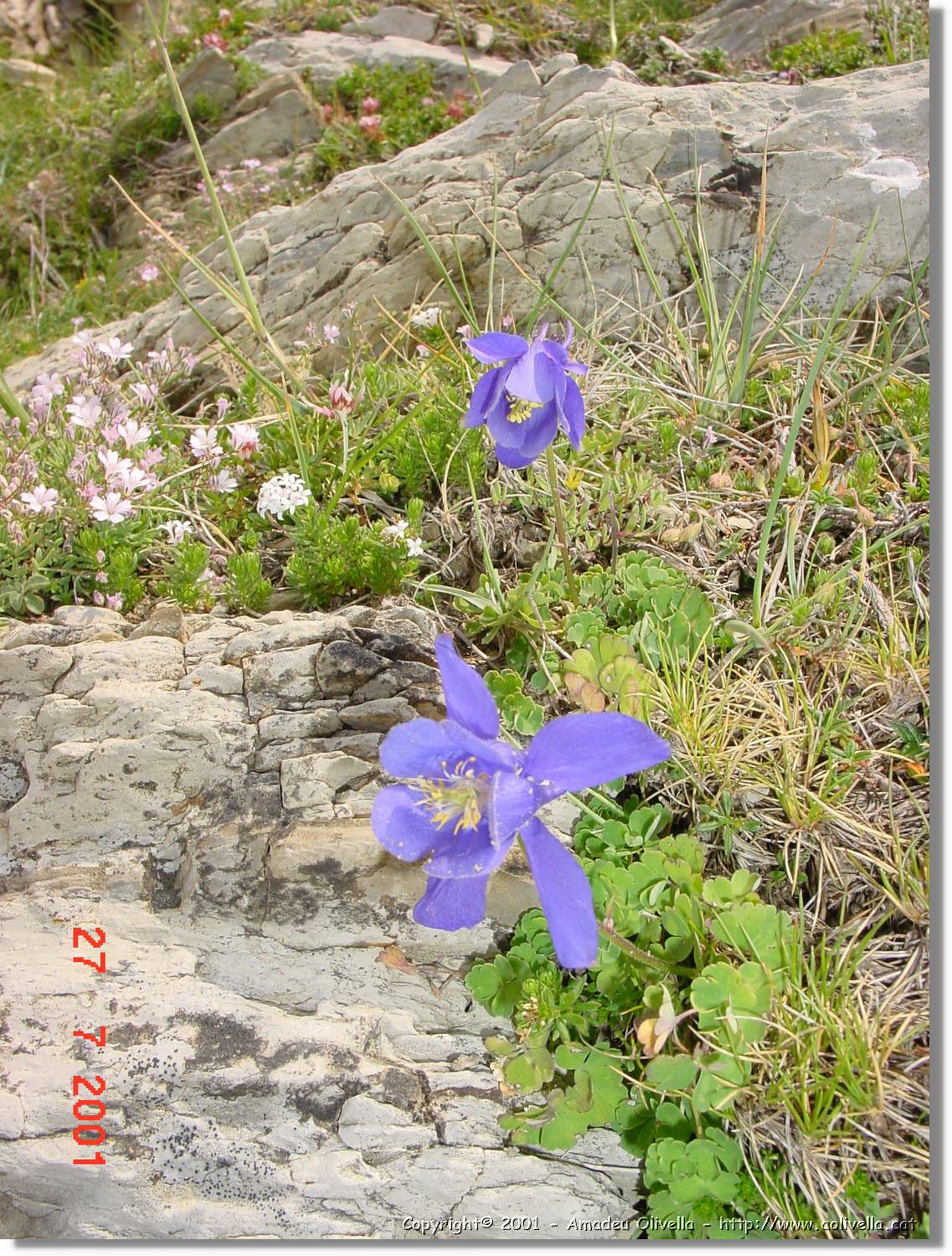Flors_340.jpg