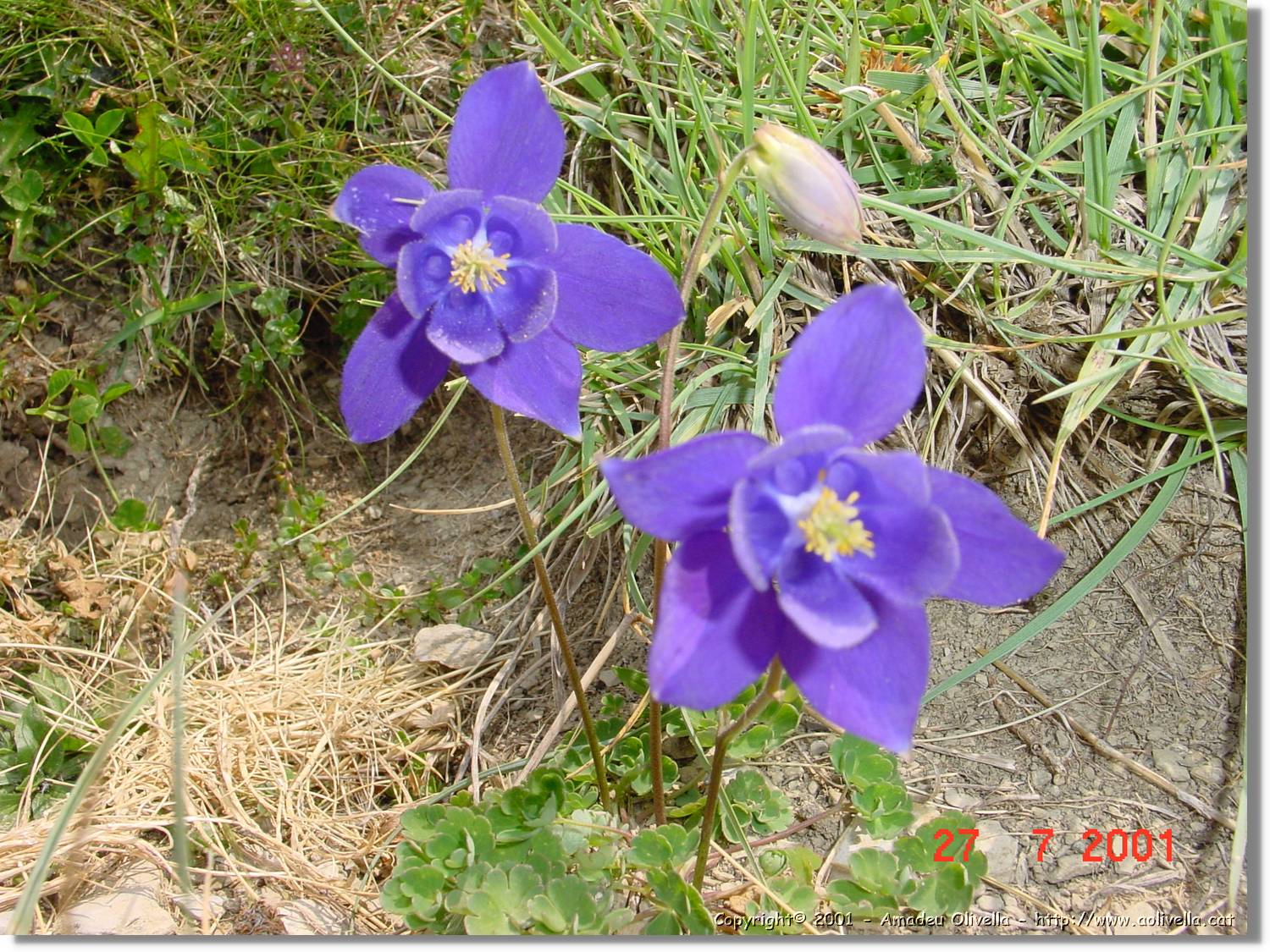 Flors_341.jpg