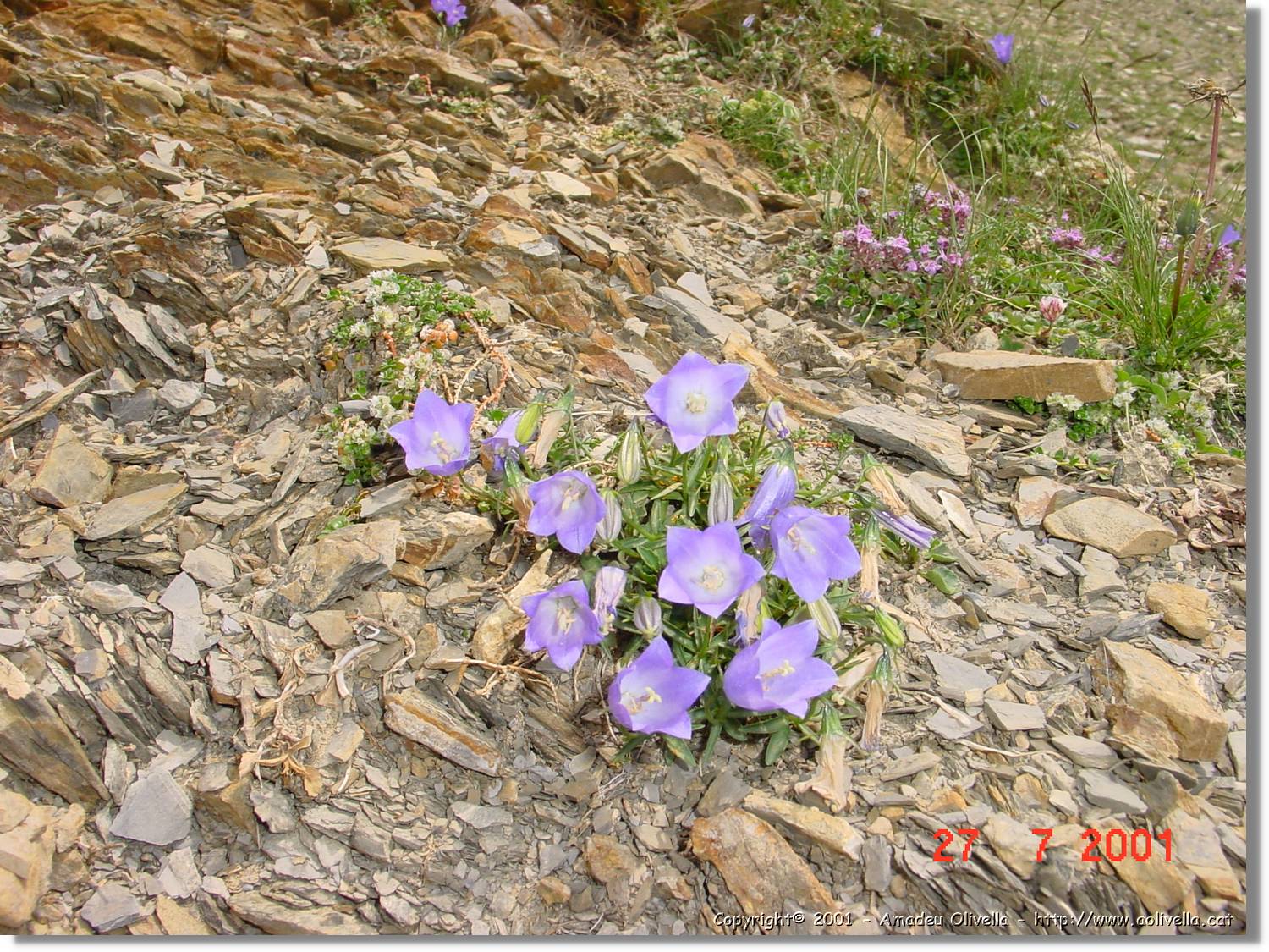 Flors_342.jpg