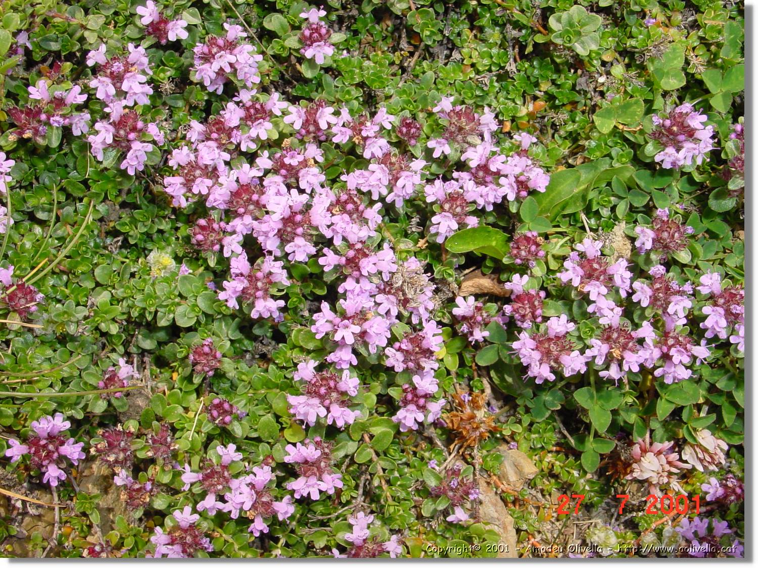 Flors_343.jpg