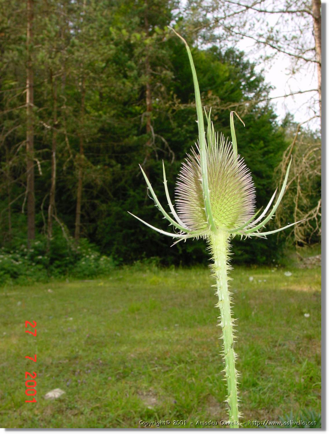 Flors_344.jpg