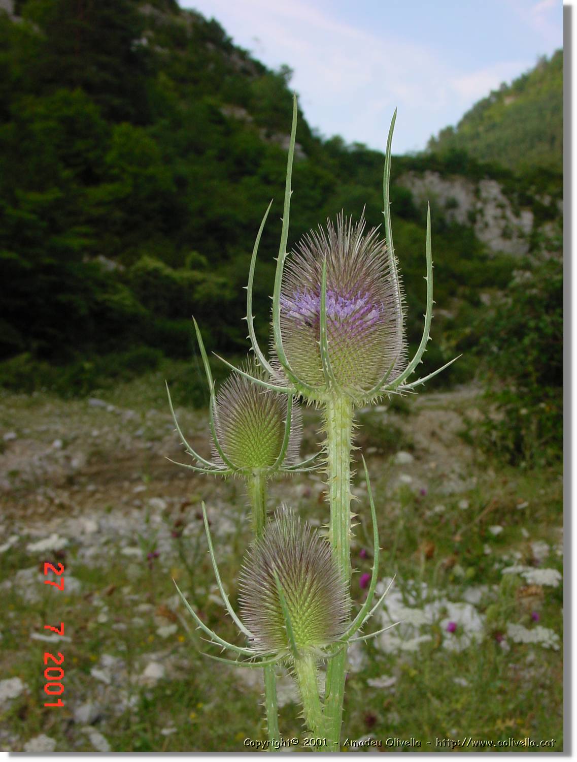 Flors_345.jpg