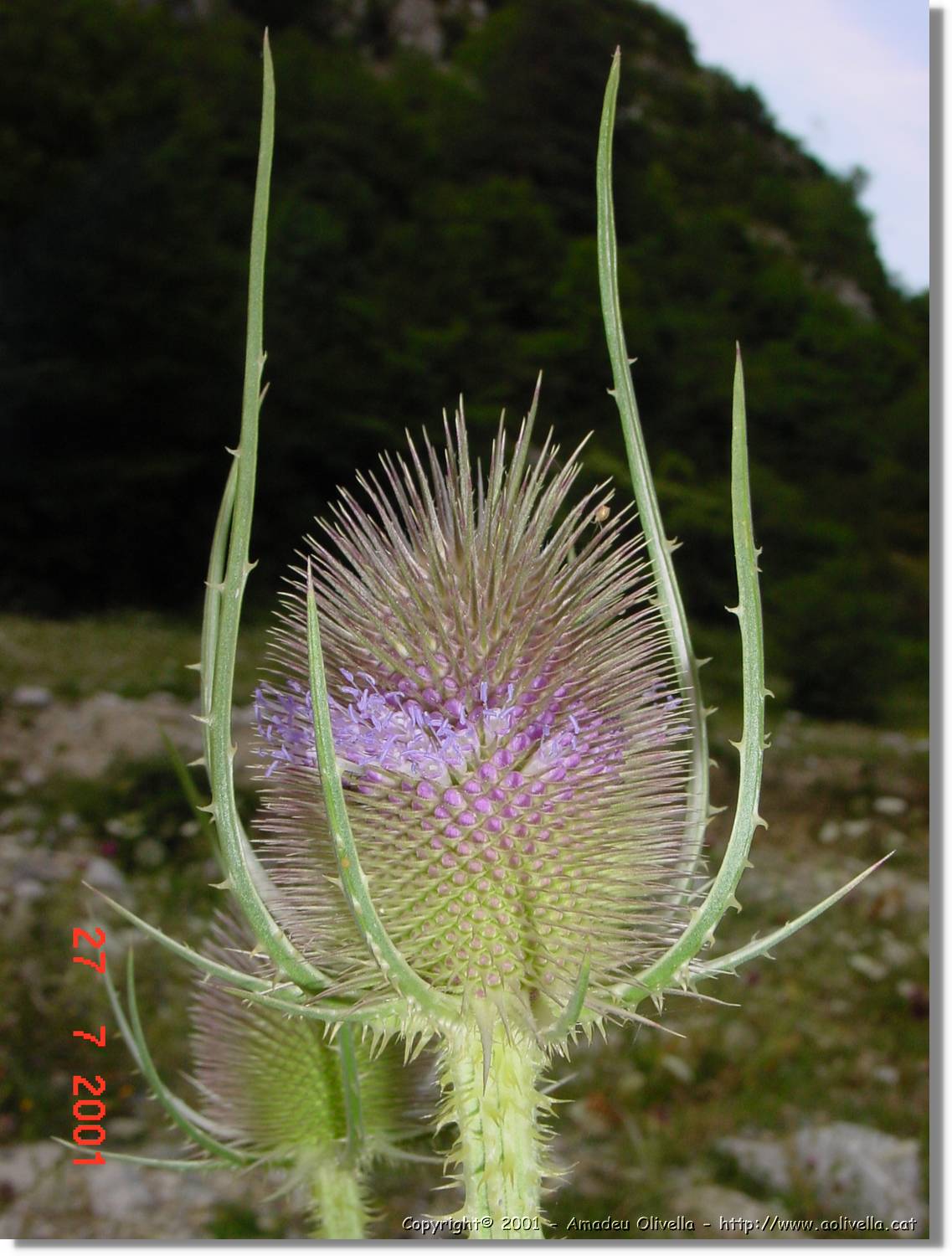 Flors_346.jpg