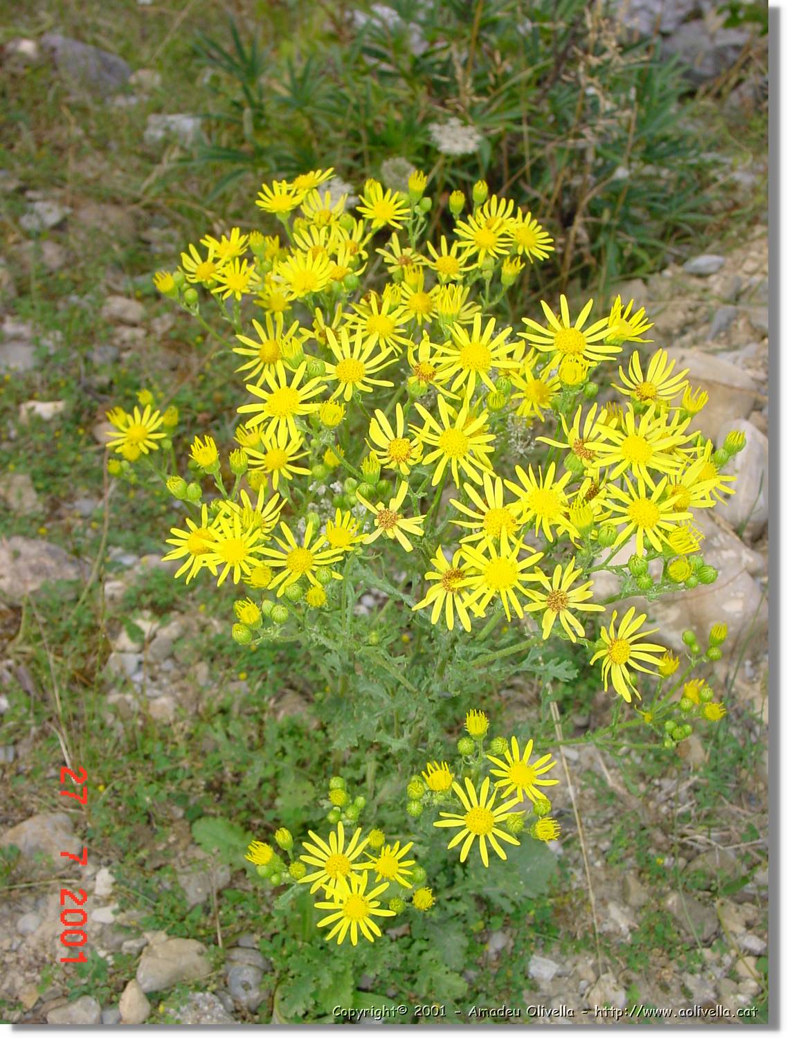 Flors_347.jpg
