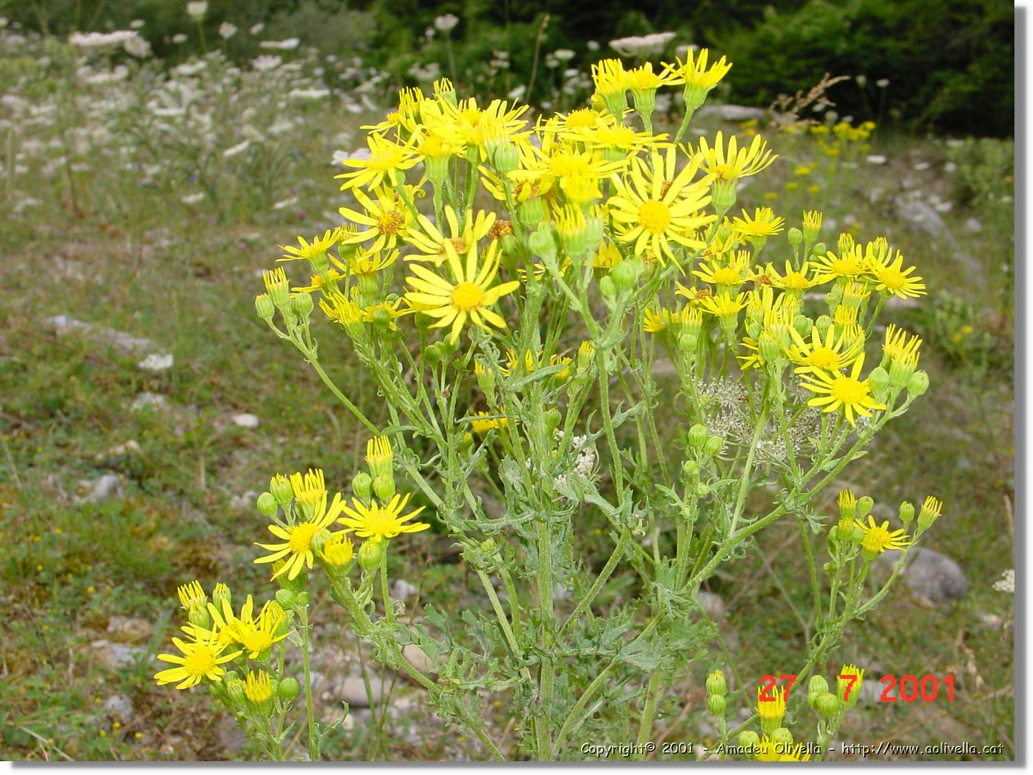 Flors_348.jpg
