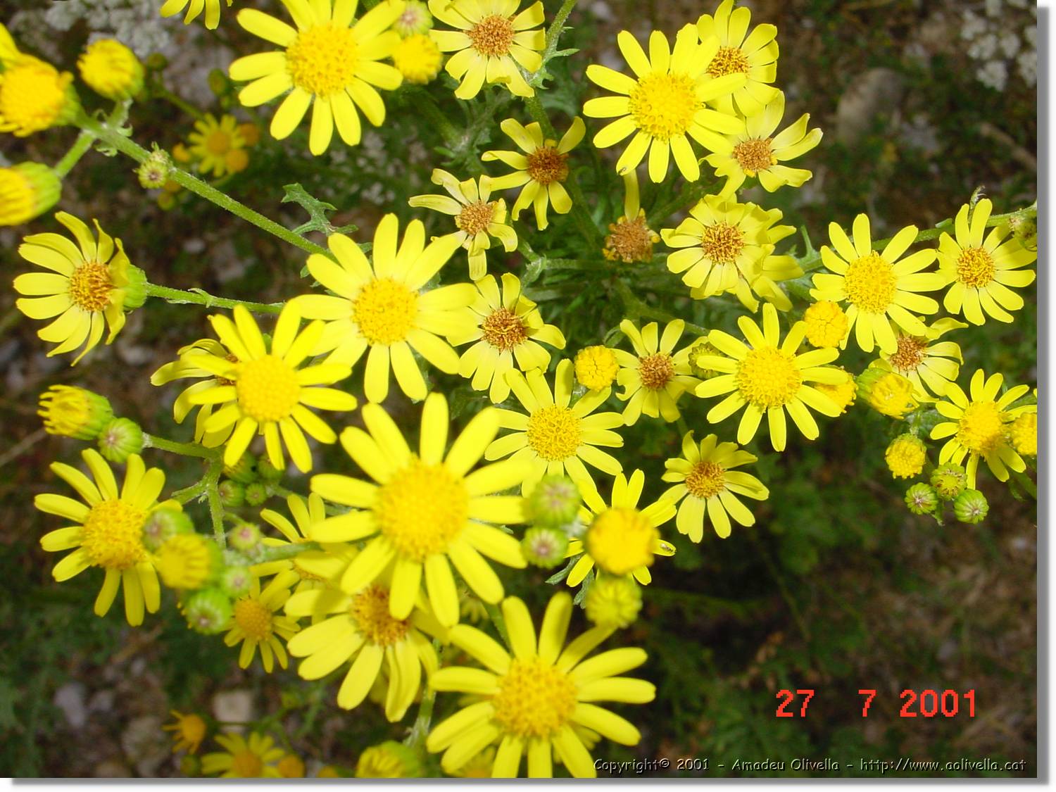 Flors_349.jpg