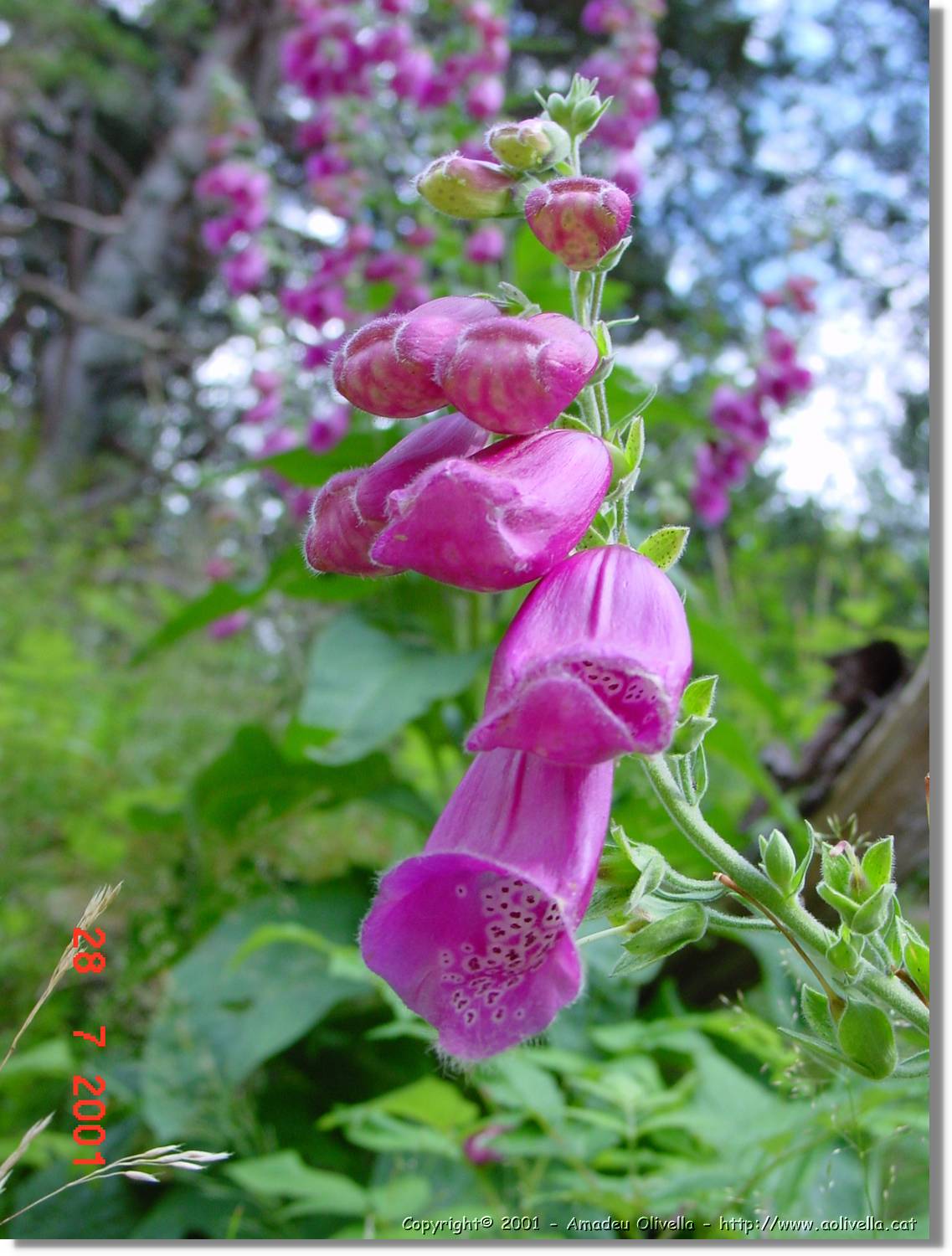 Flors_350.jpg