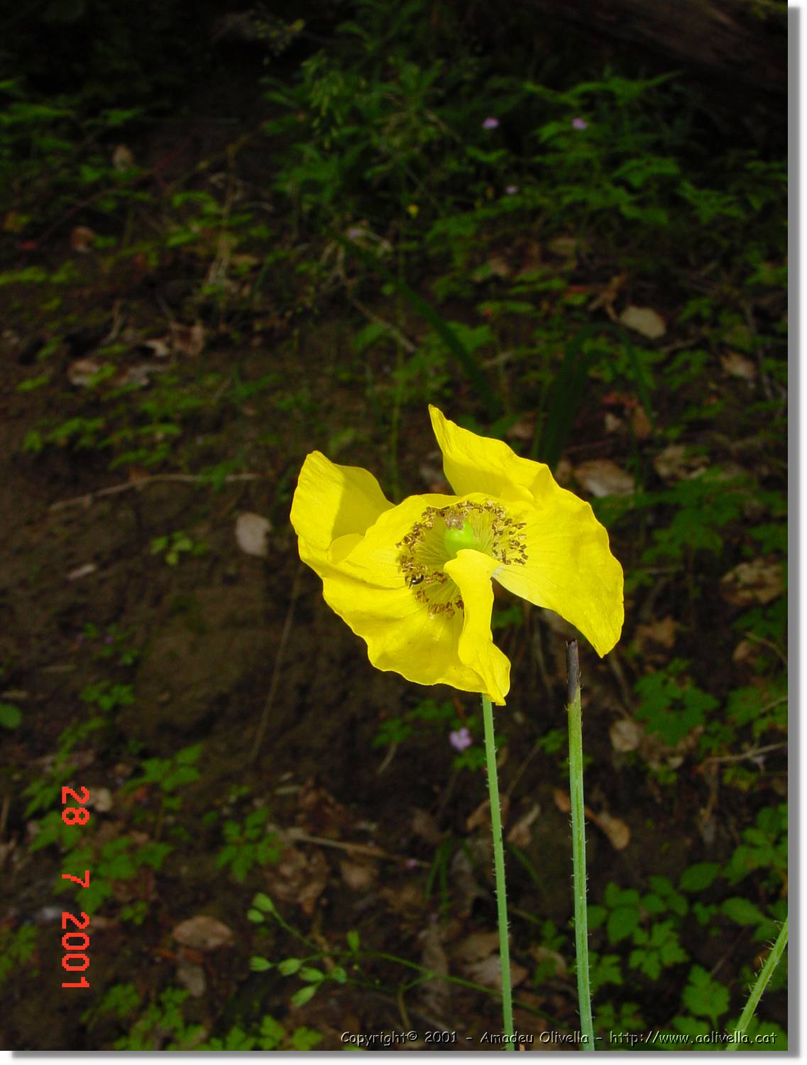 Flors_352.jpg