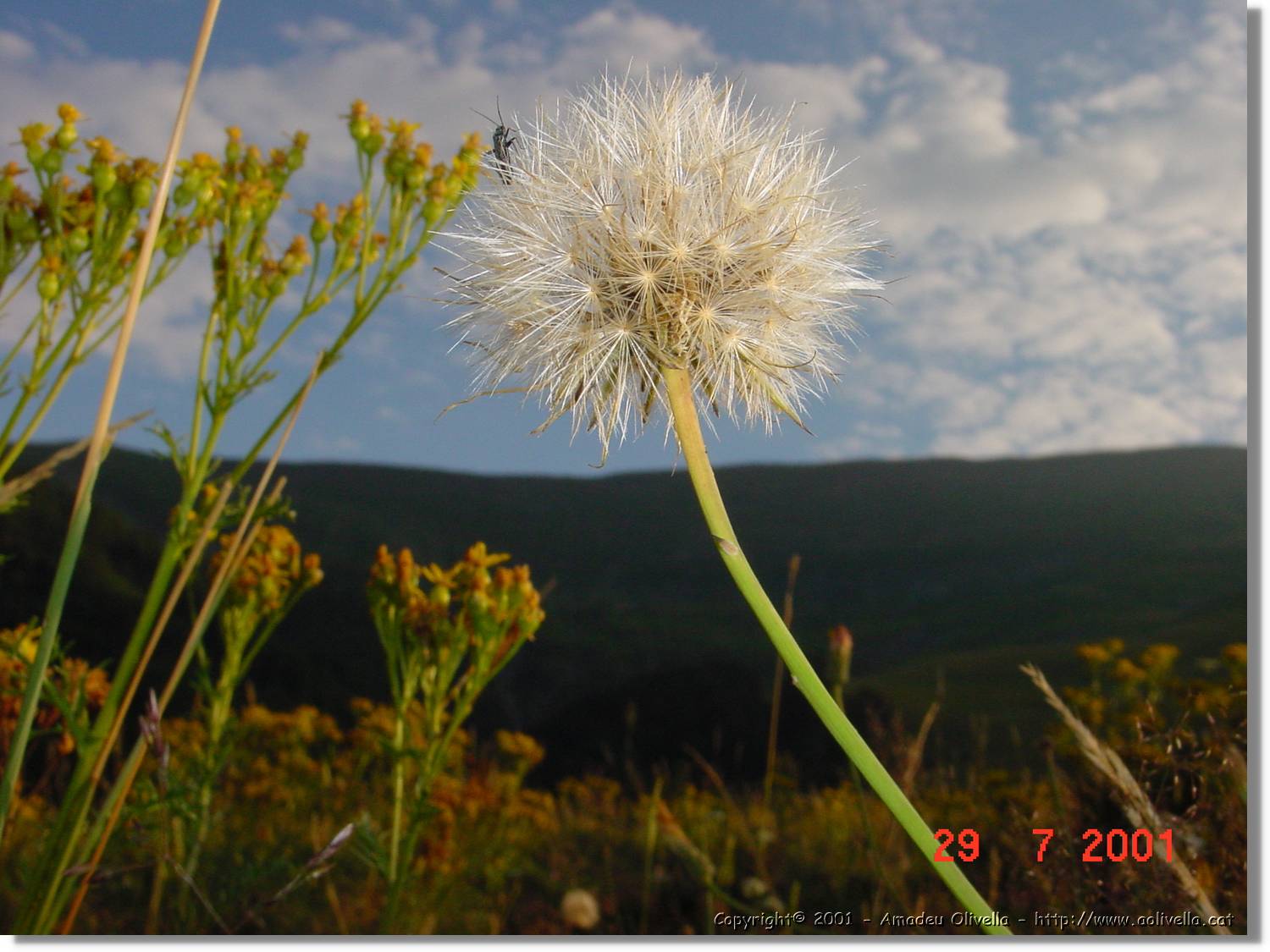 Flors_354.jpg