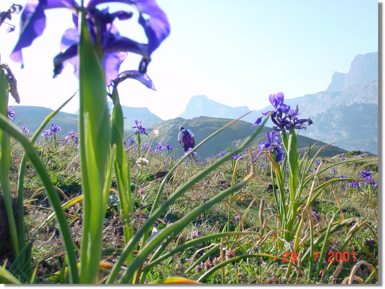 Flors_355.jpg
