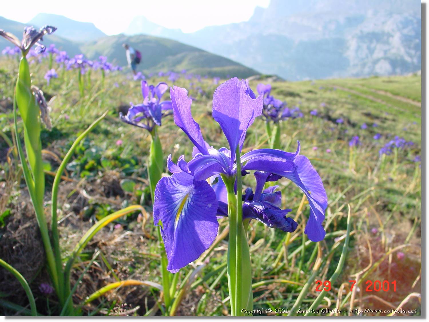 Flors_356.jpg