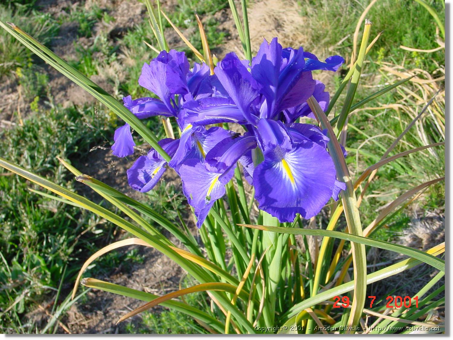 Flors_358.jpg