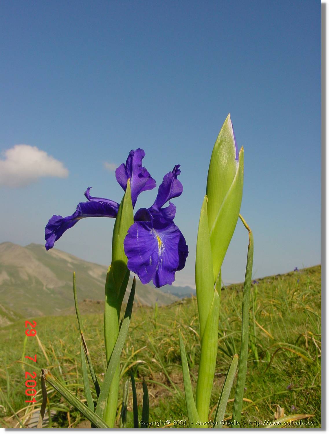 Flors_359.jpg