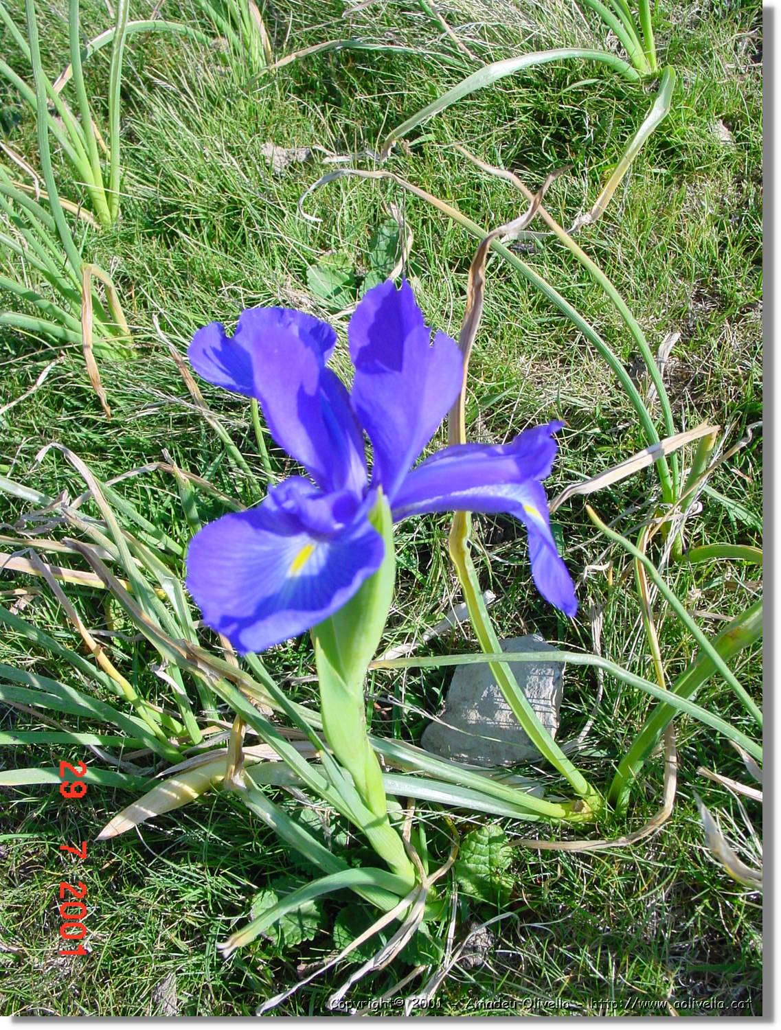 Flors_360.jpg