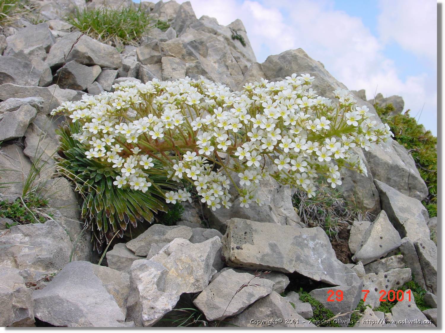 Flors_361.jpg