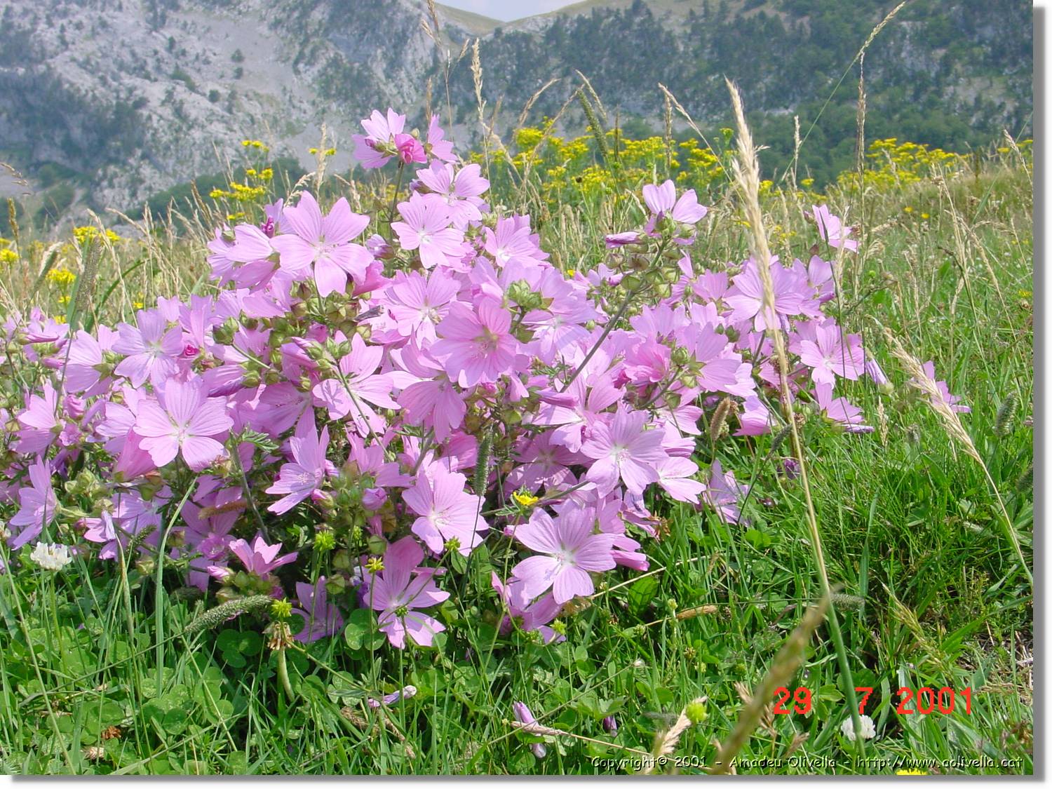 Flors_363.jpg