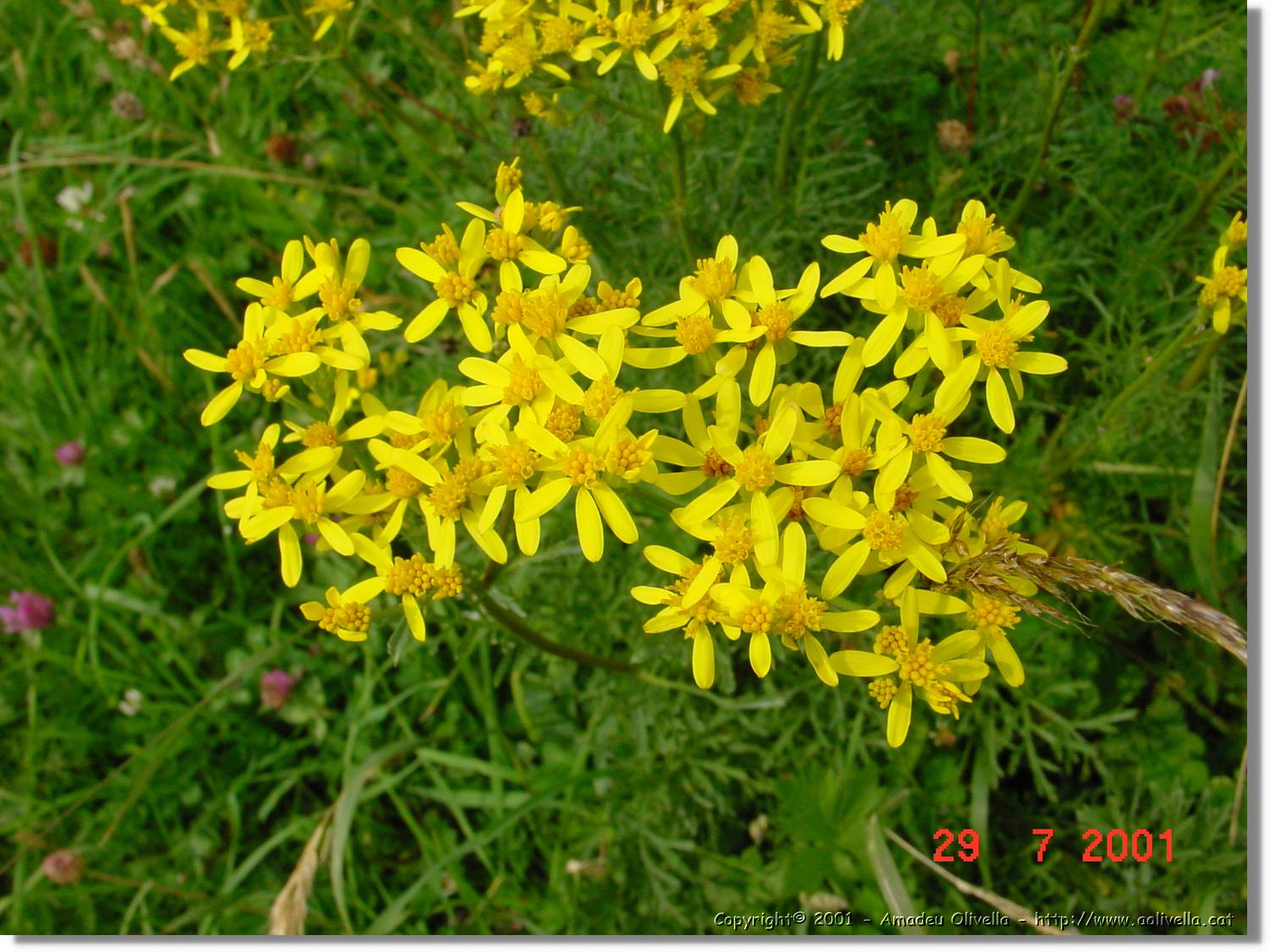 Flors_364.jpg