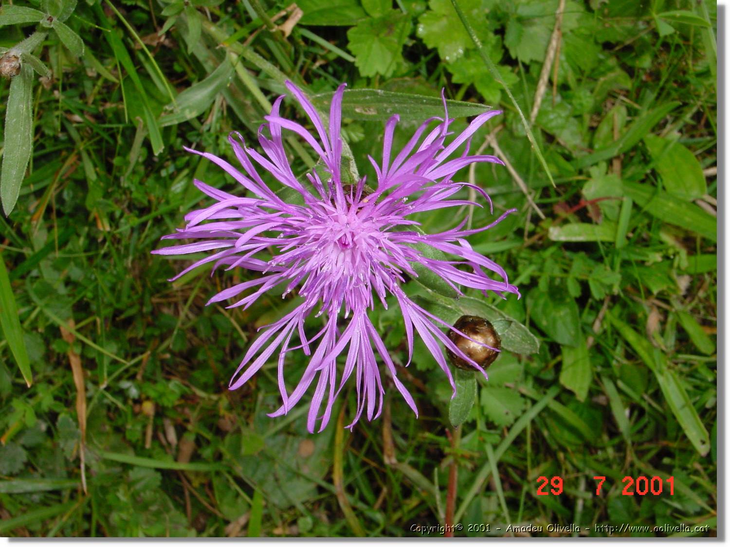 Flors_366.jpg