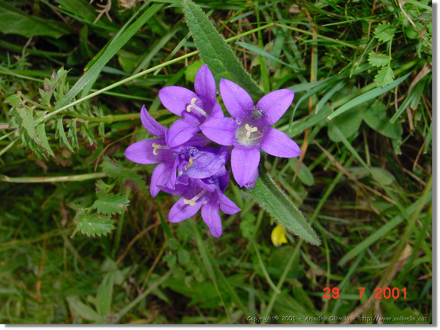 Flors_367.jpg