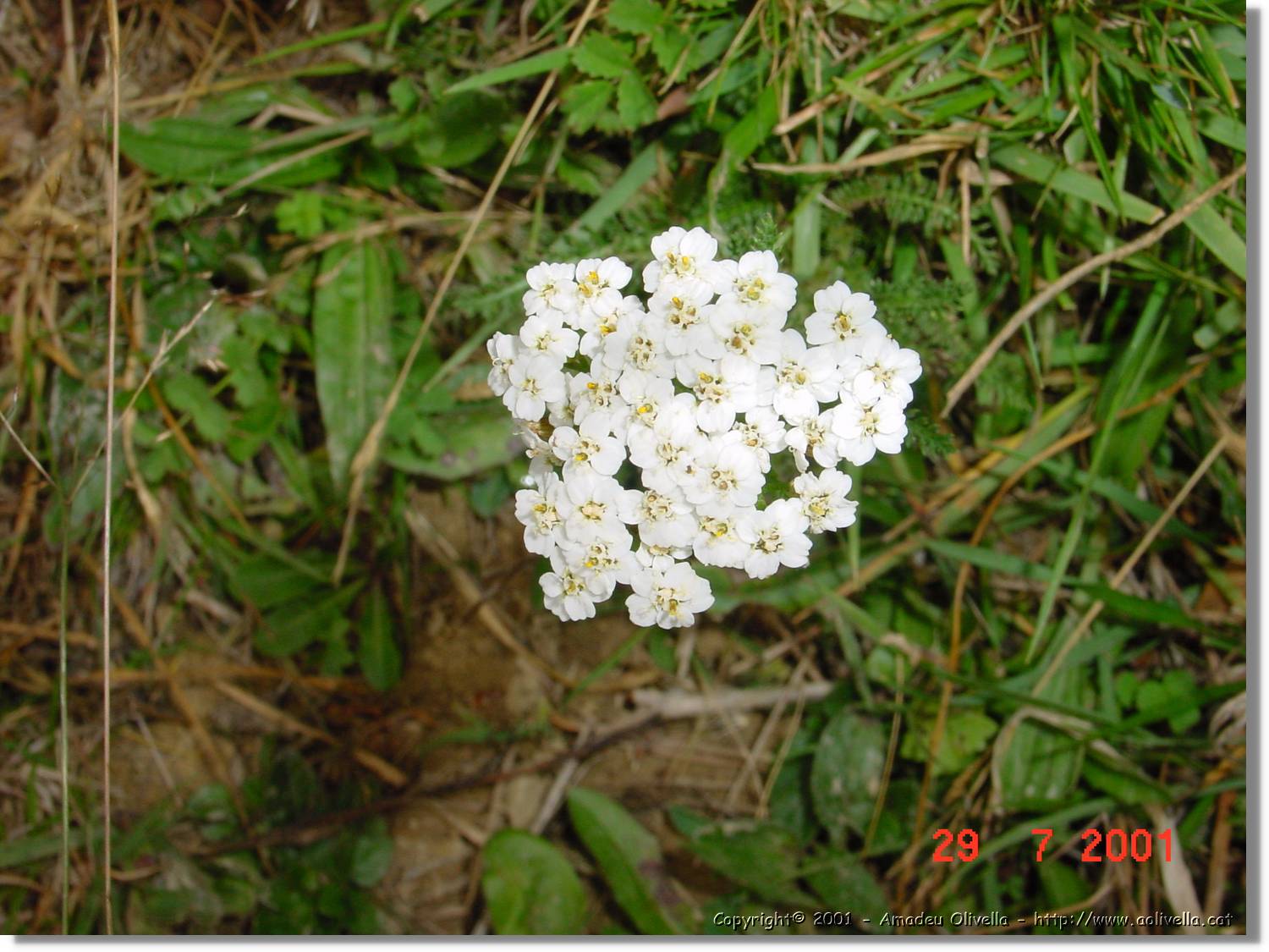 Flors_368.jpg