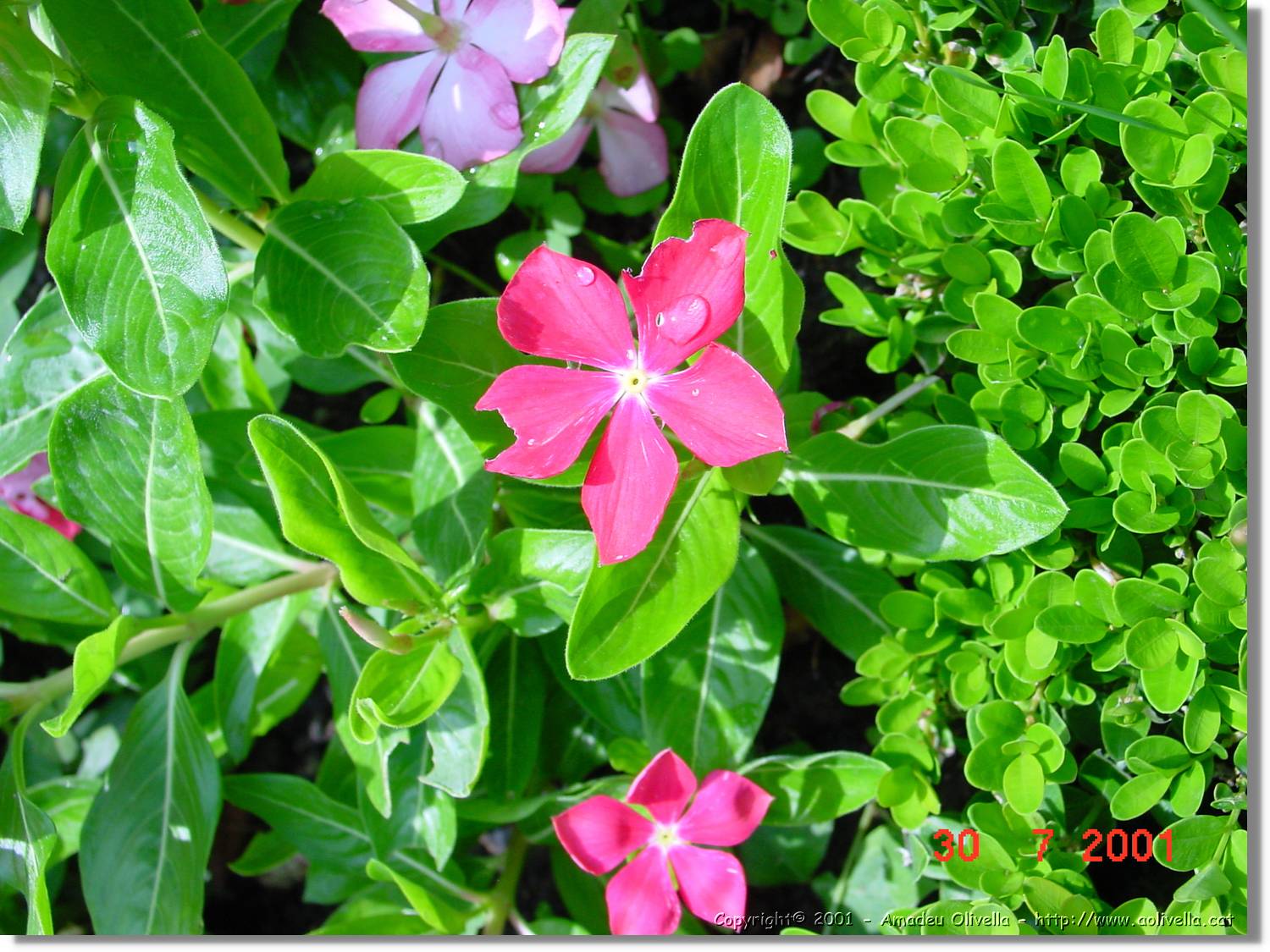 Flors_369.jpg