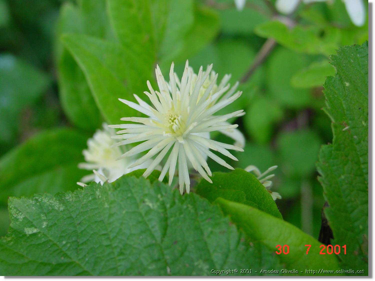 Flors_370.jpg