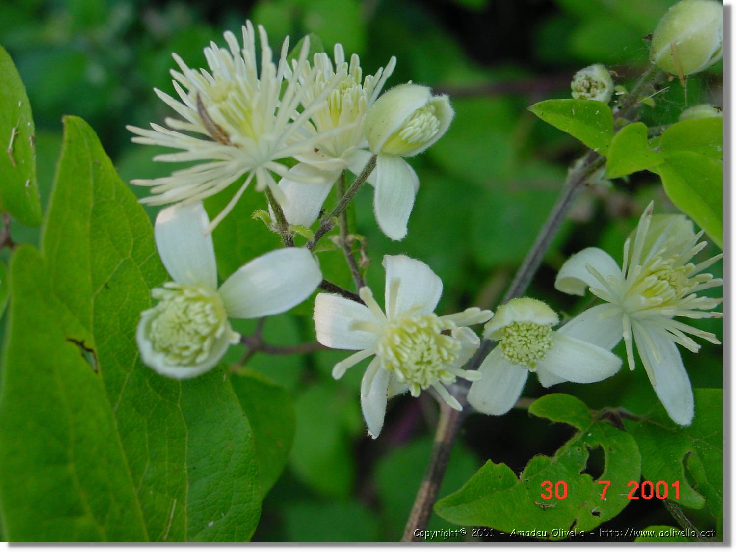 Flors_371.jpg