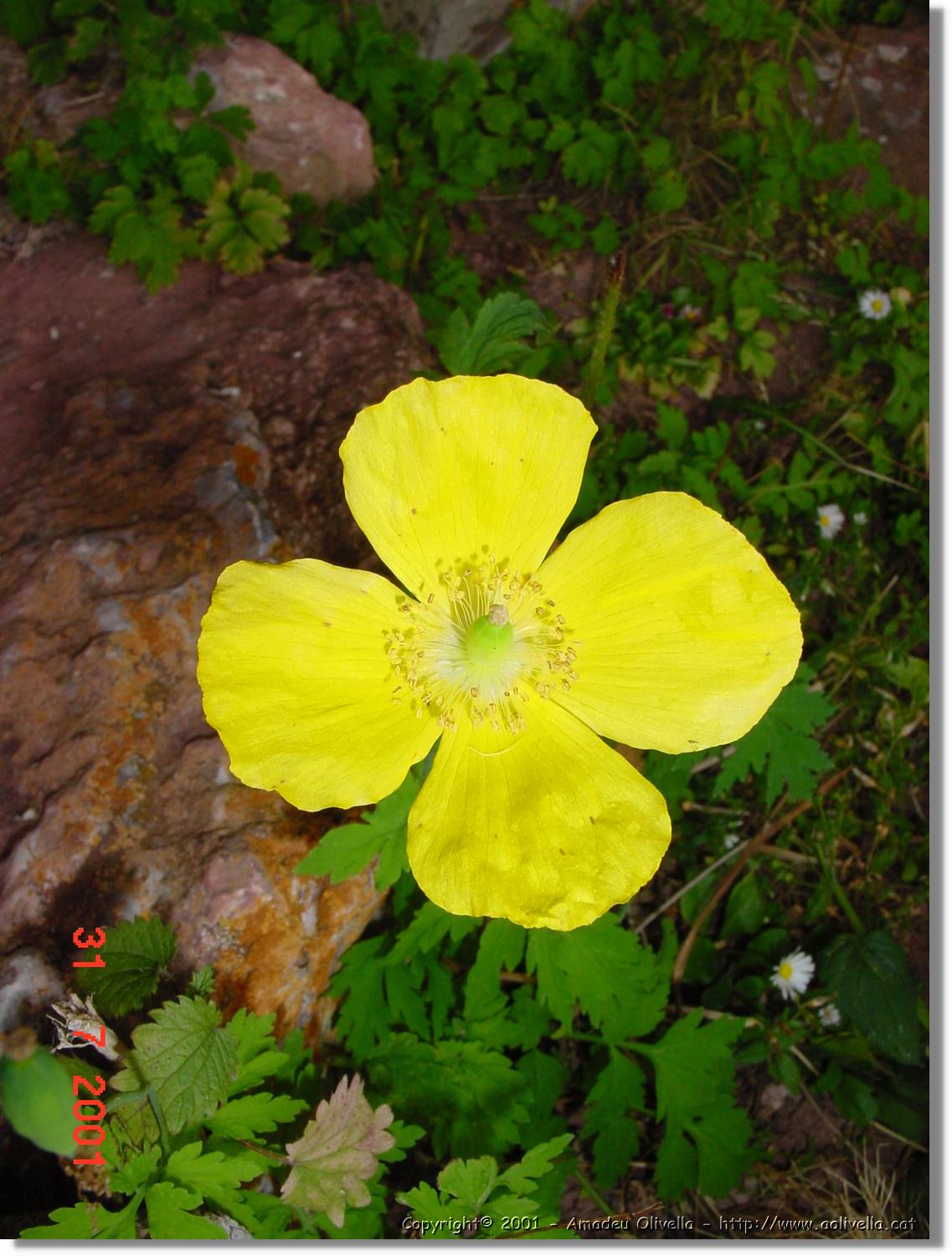 Flors_372.jpg