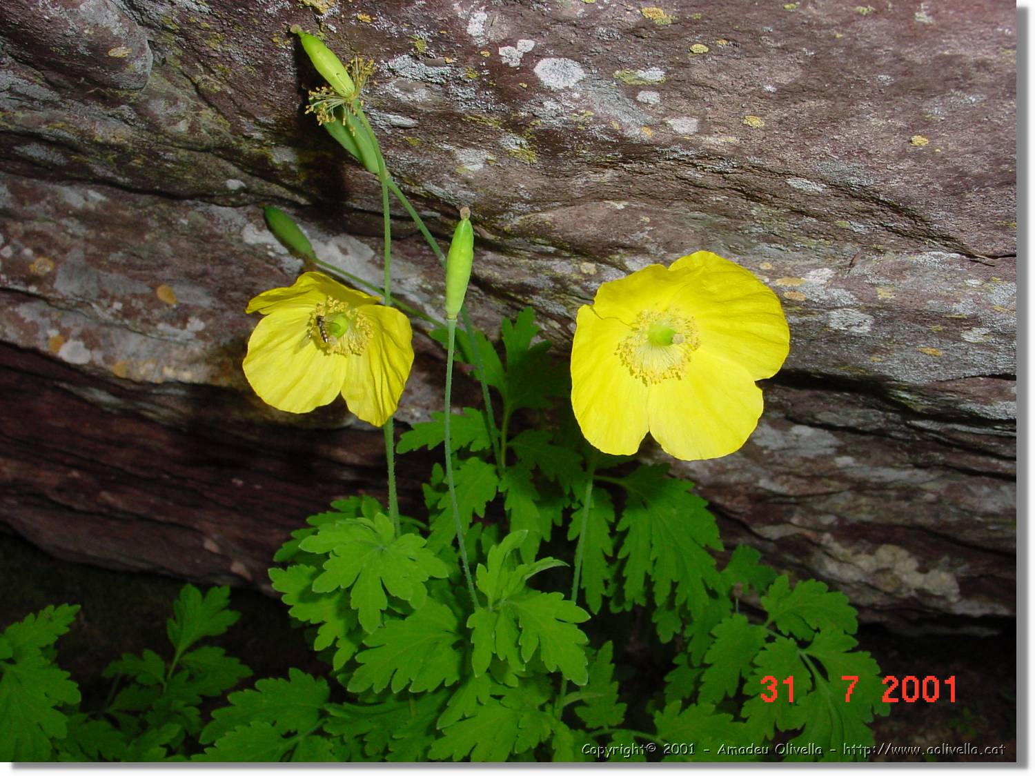 Flors_373.jpg