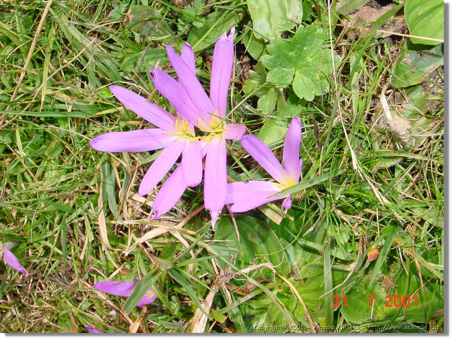 Flors_374.jpg