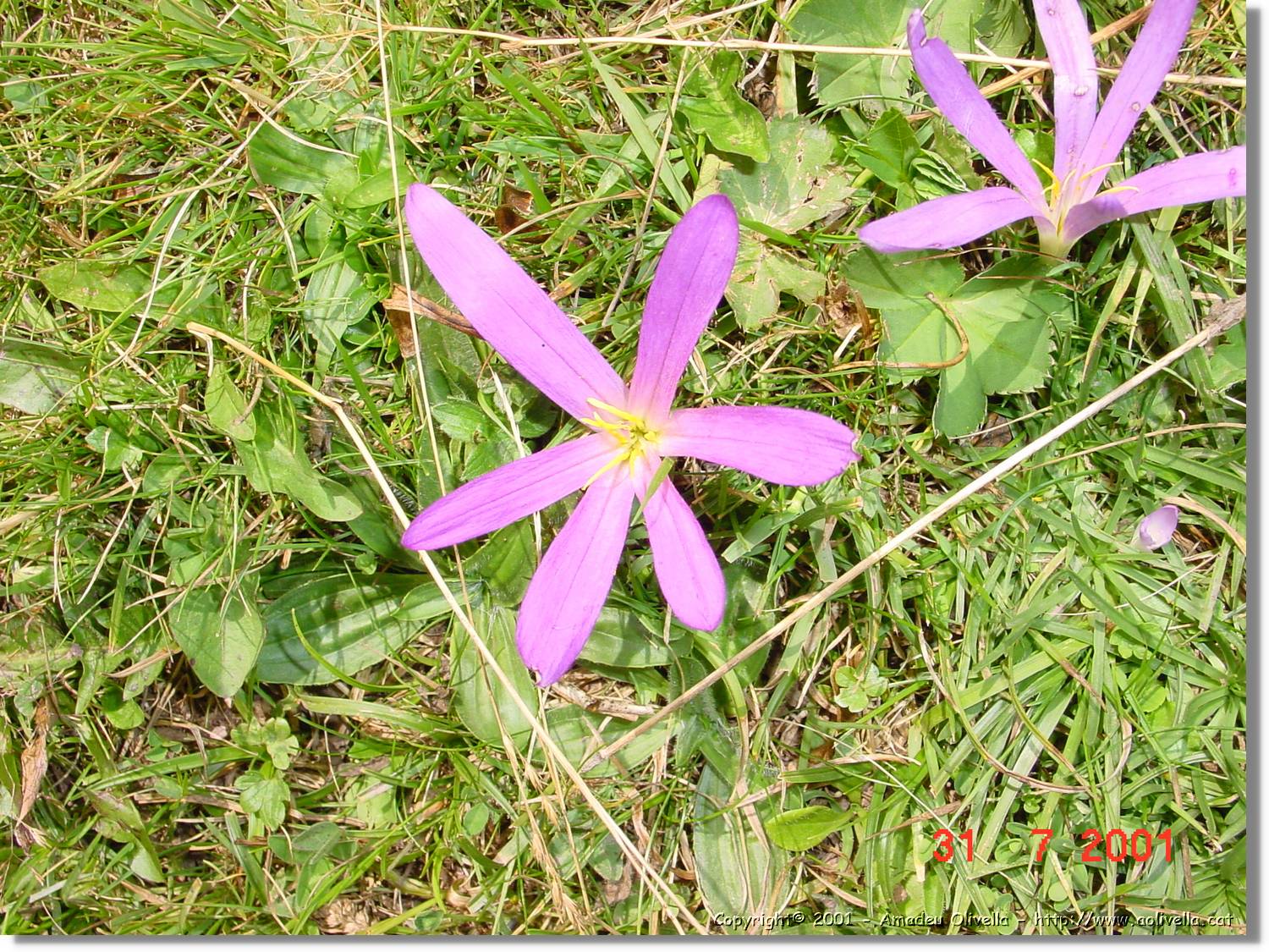 Flors_375.jpg