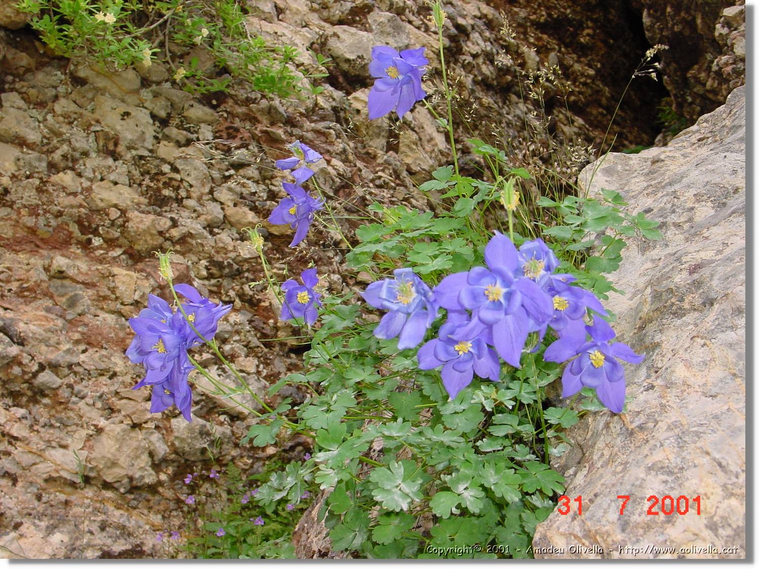 Flors_376.jpg