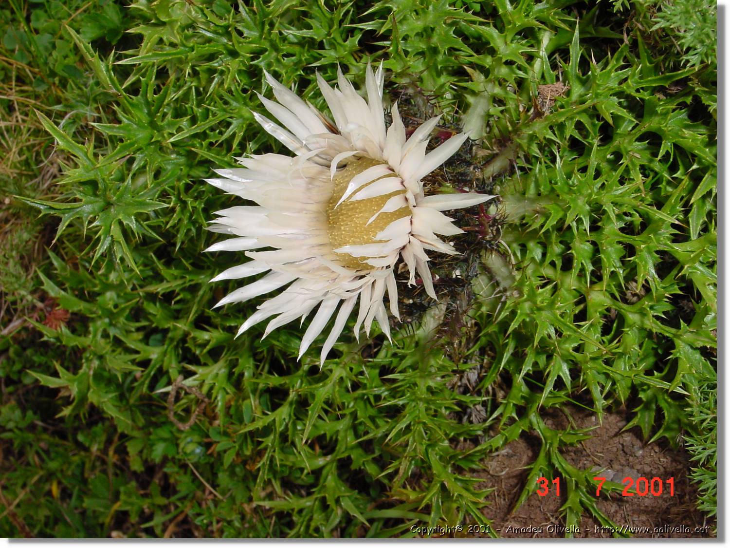 Flors_377.jpg