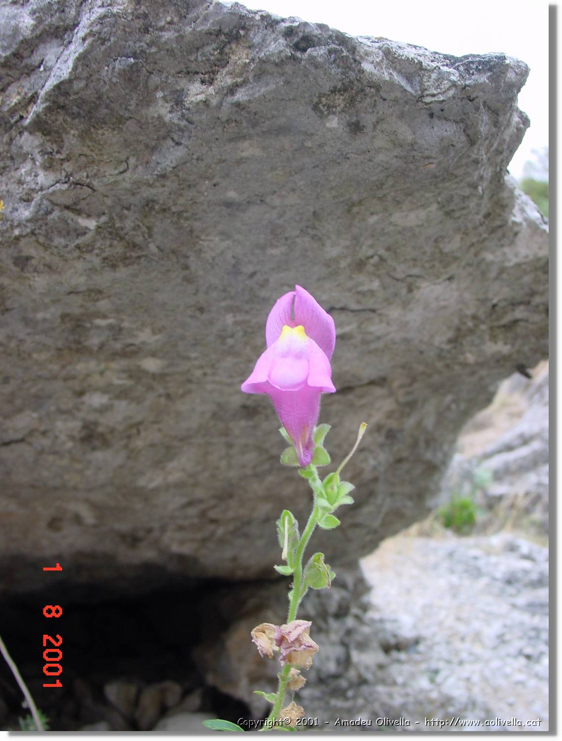 Flors_378.jpg